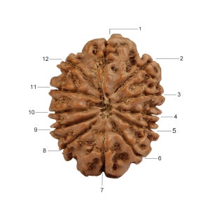 12 Face (Mukhi) Nepali Rudraksha 23mm-24mm Lab Certified