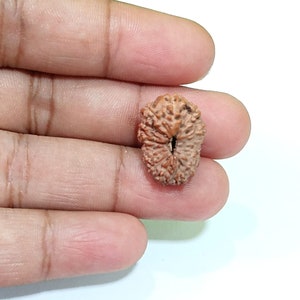 May include: A brown, oval-shaped Rudraksha bead with a natural hole in the centre. The bead has a textured surface with many small bumps.