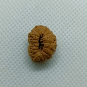 May include: A brown, oval-shaped seed with a deep groove running down the centre. The seed has a textured surface and appears to be dried.