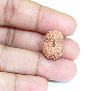 Peut inclure: Une seule graine de rudraksha brune à huit faces, également connue sous le nom de graine de rudraksha à huit faces.