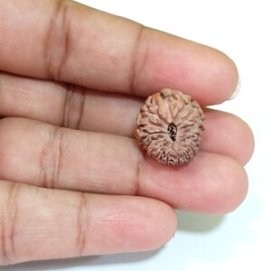 May include: A single brown rudraksha bead with a circular shape and intricate carvings. The bead has a small hole in the centre.