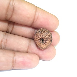 16 Mukhi Indonesiska Rudraksha / Sexton ansikten Java Rudraksha - 17 mm storlek, laboratoriecertifierad