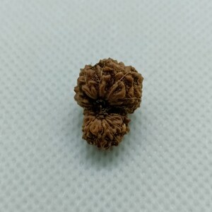 16 Mukhi Indonesiska Rudraksha / Sexton ansikten Java Rudraksha - 16 mm storlek, laboratoriecertifierad