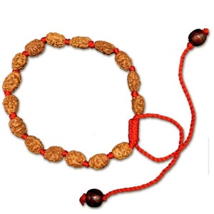 2 Mukhi Java Rudraksha Bracelet in Adjustable Thread