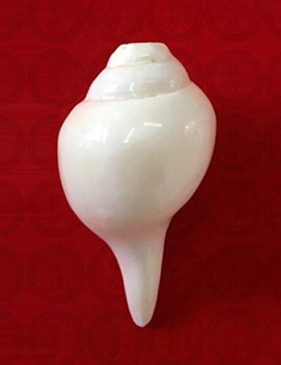 P.Shankha 白法螺 pup Natural White Puja Blowing Original Shankh Conch Shell Hindu