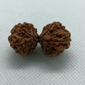 Nepali Gauri Shankar Rudraksha from Nepali , Shiv Parvati 34 mm IGL Certified 100% Original Genuine Bead, Super Quality