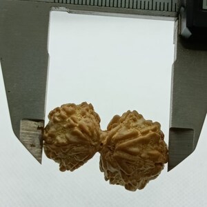 9 Mukhi Nepali Gauri Shankar Rudraksha from Nepali , Shiv Parvati 32 mm IGL Certified 100% Original Genuine Bead, Super Quality
