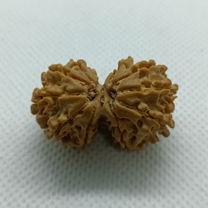 Super Heavy 10 Mukhi Nepali Gauri Shankar Rudraksha from Nepali , Shiv Parvati 30 mm IGL Certified 100% Original Genuine Bead, Super Quality