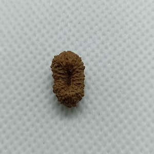 May include: A single, brown, oval-shaped seed with a textured surface and a hole in the centre.