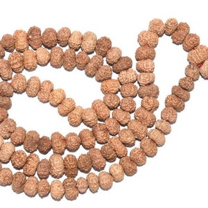 12 Mukhi Face Rudraksha Mala for Lord Sun 8 to 9 mm 108+1 Beads, Sacred Religious 12 Face Rudraksha Chain Lab Certified