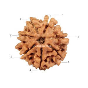 7 Mukhi Nepali Rudraksha – Natural Brown Seed Bead for Jewellery & Craft