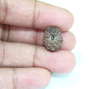 Puede incluir: Una sola cuenta de rudraksha marrón con un pequeño punto negro en el centro.