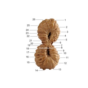 以下が含まれることがあります： 26本の隆起がある茶色のルドラクシャの種子。祈りや瞑想に使用されるビーズとしても知られています。種子は2つのセクションに分かれており、それぞれに異なる隆起のパターンがあります。種子は1から26までの番号でラベル付けされています。