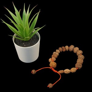 Victory Bracelet - 2 to 16 Mukhi Rudraksh + Gauri Shankar & Ganesh - Authentic Rudraksha - Powerful - Rare Collector Unique Bracelet