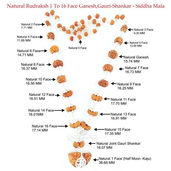 100% Natural 1 to 16 Mukhi Indonesian Rudraksha Beads Mala in Pure Silver with 5 Mukhi Small Beads at Top with Pure Silver Necklace Chain