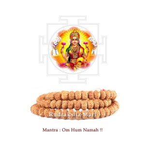 7 Face (Mukhi) Rudraksha 8 to 9mm Mala 108+1 Beads