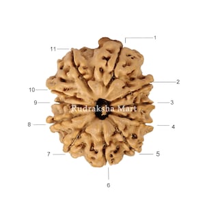 11 Face (Mukhi) Nepali Rudraksha 21mm-22mm Lab Certified