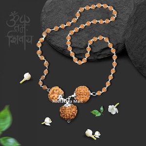 Nepalesische Rudraksha - 4, 4, 6 Mukhi (Gesichter) mit Silberkette, Labor zertifiziert