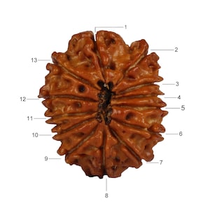 13 Face (Mukhi) Nepali Rudraksha 23mm-24mm Lab Certified