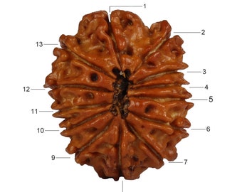 May include: A brown, intricately carved seed pod with 13 sections. The seed pod is a natural object and has a rough texture.