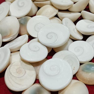 Puede incluir: Una colección de conchas blancas con un patrón en espiral sobre una superficie roja. Las conchas son lisas y tienen un acabado brillante.