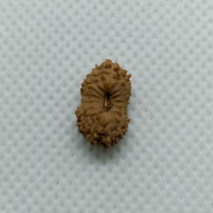 May include: A brown, round, seed-like object with a hole in the centre. The object has a rough, textured surface.