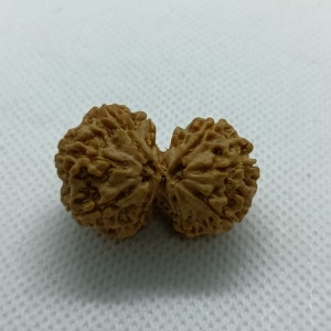 Super Heavy 10 Mukhi Nepali Gauri Shankar Rudraksha from Nepali , Shiv Parvati 31 mm IGL Certified 100% Original Genuine Bead, Super Quality