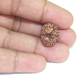Peut inclure: Un seul grain de rudraksha brun avec une surface texturée naturelle. Le grain a un petit trou au centre.