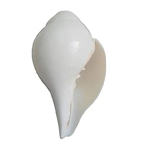 Natural White Puja Blowing Original Shankh Conch Shell Hindu Religion Pooja Use (4 Inches - 10 Inches)