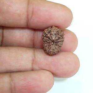 Op de afbeelding: Een enkele bruine rudraksha-parel met ingewikkelde patronen.