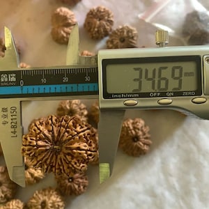 12 Face (Mukhi) Nepali Rudraksha Very Rare 34+ MM Size with X-ray and Lab Certified, 12 Mukhi Nepali Rudraksha