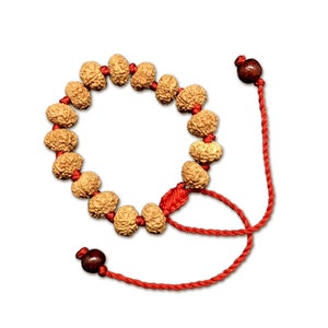 8 Mukhi Java Rudraksha Bracelet in Adjustable Thread