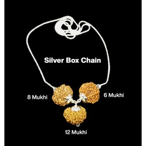 Rudraksha Combination for Business 6,8,12 Mukhi,All Nepal Rudraksha are certified combination in Silver Pendant with Silver Chain
