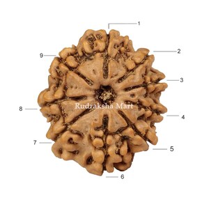 9 Mukhi Nepali Rudraksha – Nine Face Natural Brown Bead for Jewellery & Craft