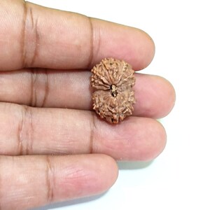 May include: A brown, textured Rudraksha bead, held in a hand against a white background. The bead has a natural, organic appearance with ridges and a central hole. The bead is a natural color.