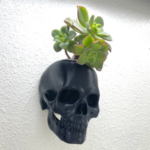 Könnte beinhalten: Ein schwarzer Schädel-Blumentopf mit einer Sukkulente, die aus der Oberseite wächst.