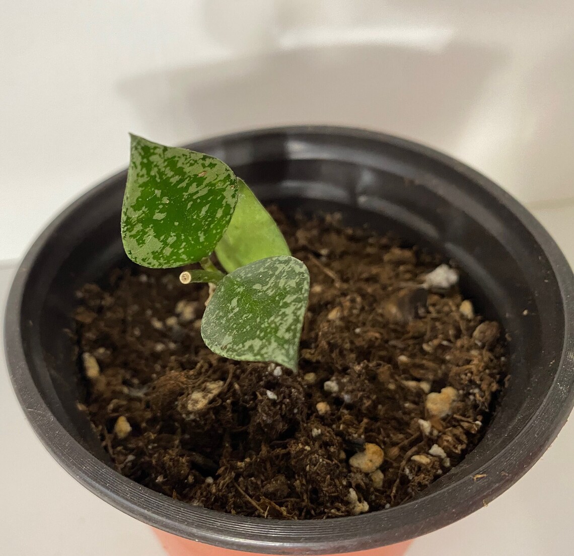 Hoya Krohniana Splash - Etsy