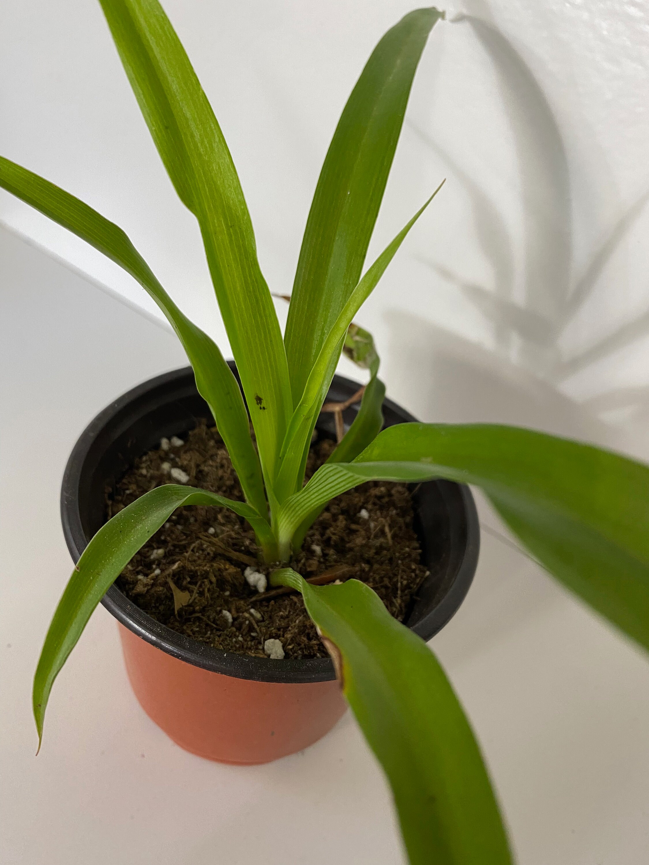 Chlorophytum Comosum Solid Green Spider Plant Etsy