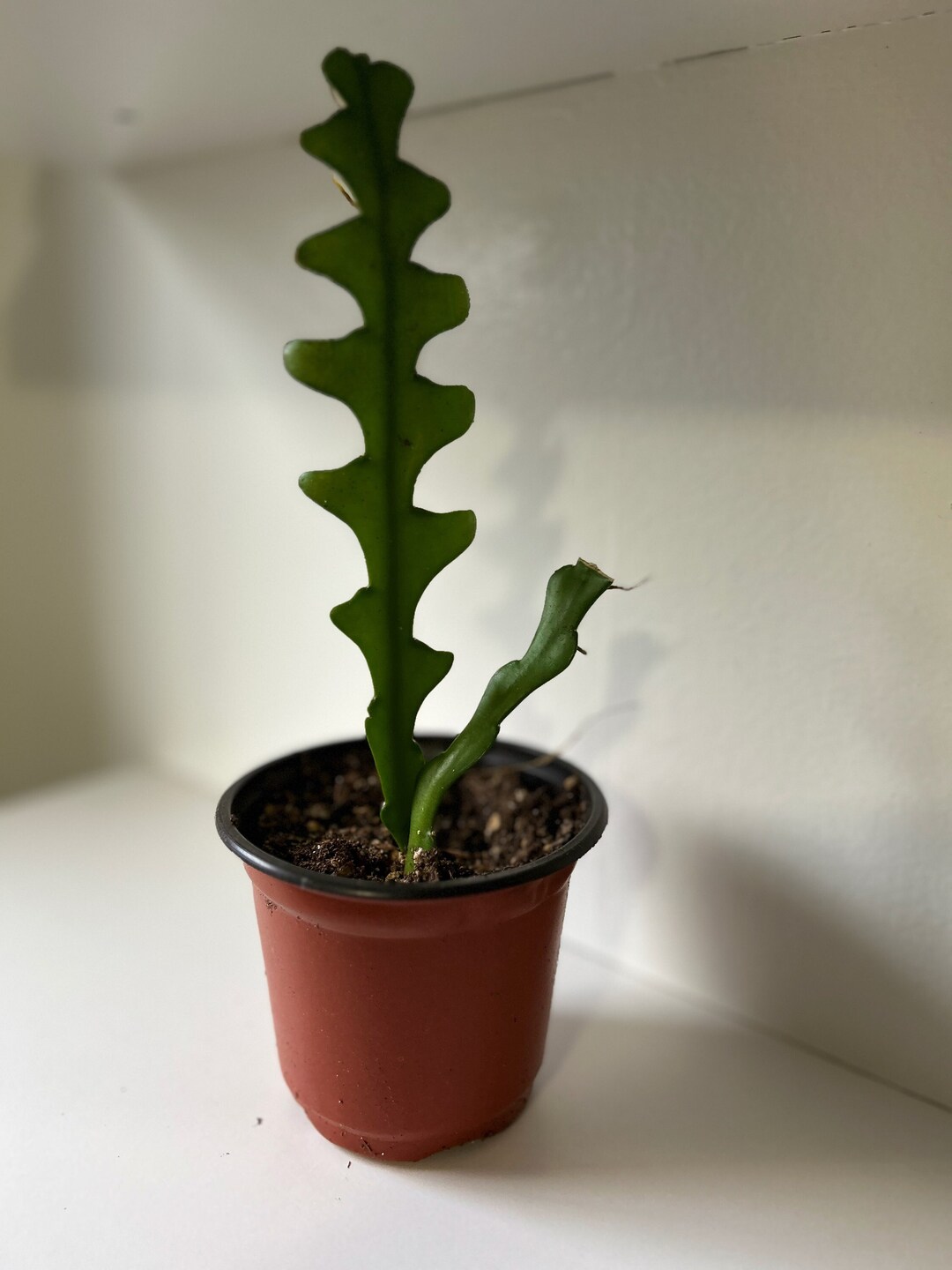 Epiphyllum Anguliger Ricrac Cactus/fishbone Etsy