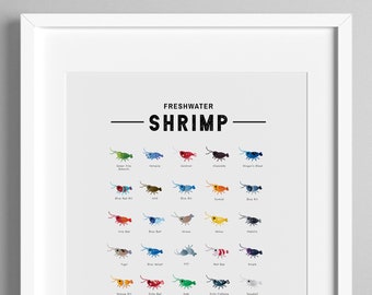 Cartel de especies de camarón de agua dulce / Tipos de especies de camarón impresión / Neocaridina Davidi / Caridina cantonensis / Lindo colector de especies de camarón