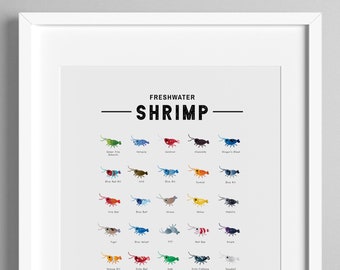 Freshwater Shrimp Species Poster | Types of Shrimp Species Print | Neocaridina Davidi | Caridina cantonensis | Cute Shrimp Species Collector