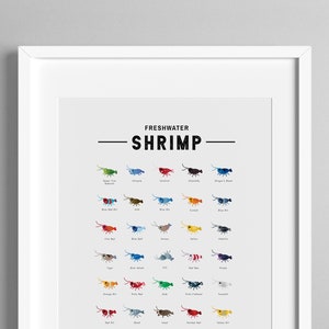 Freshwater Shrimp Species Poster | Types of Shrimp Species Print | Neocaridina Davidi | Caridina cantonensis | Cute Shrimp Species Collector