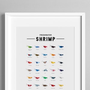 Cartel de especies de camarón de agua dulce / Tipos de especies de camarón impresión / Neocaridina Davidi / Caridina cantonensis / Lindo colector de especies de camarón