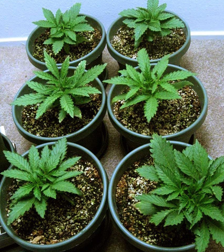 Cannabis Grow Starter Kit w/ Coco Coir Etsy