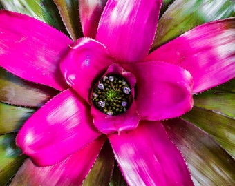 Vibrant Pink Floral Photograph