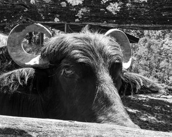 Black and White Water Buffalo Photograph