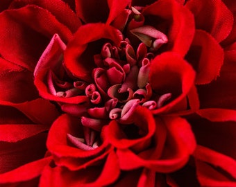 Makro rote Blume Fotografie