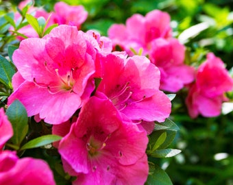 Pink Flowers Photograph