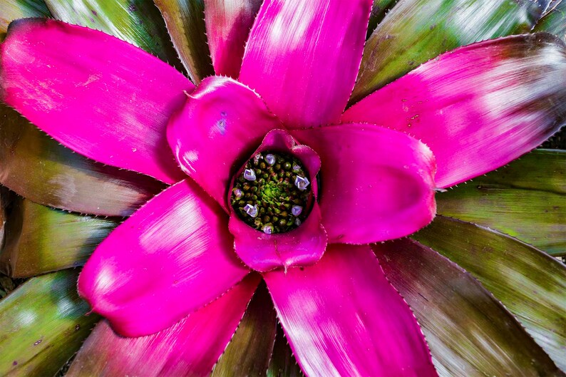 Vibrant Pink Floral Photograph image 1