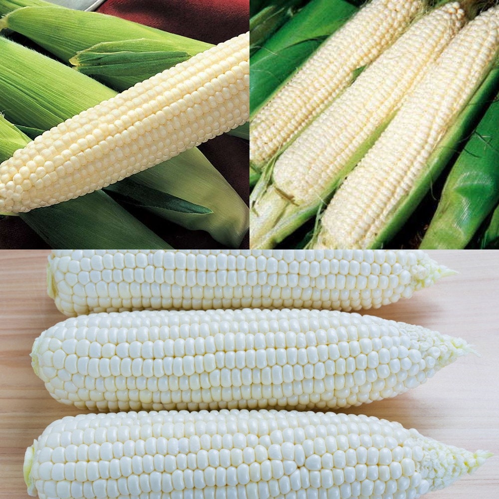 20 g 100 Seeds Fresh Silver King Corn Etsy